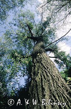 topola czarna, sokora, Populus nigra, pień