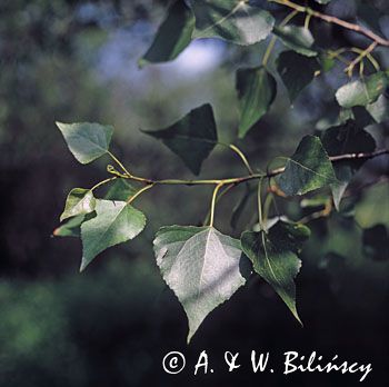 topola czarna sokora) Populus nigra) , liście