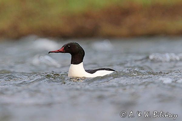 tracz nurogęś Mergus merganser, samiec