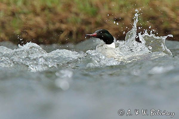 tracz nurogęś Mergus merganser, samiec