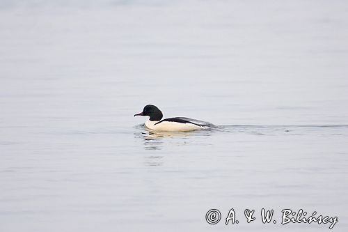 tracz nurogęś Mergus merganser