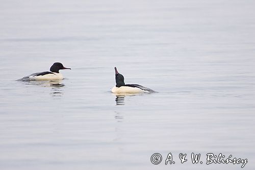 tracz nurogęś Mergus merganser