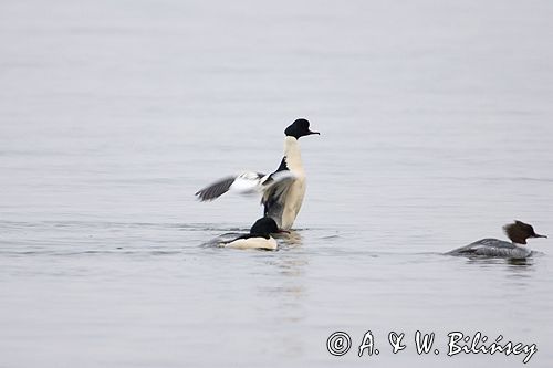 tracz nurogęś Mergus merganser