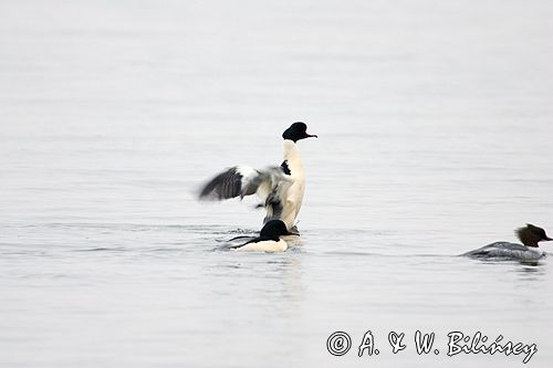 tracz nurogęś Mergus merganser