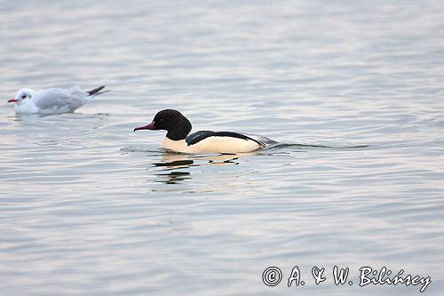 tracz nurogęś Mergus merganser