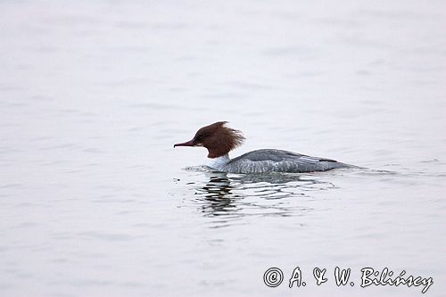 tracz nurogęś Mergus merganser samica