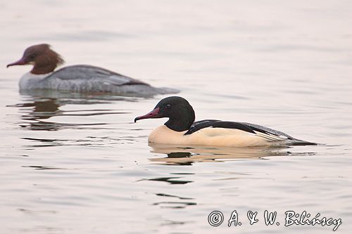 tracz nurogęś Mergus merganser