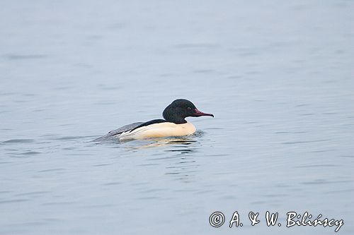 tracz nurogęś Mergus merganser