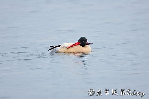 tracz nurogęś Mergus merganser