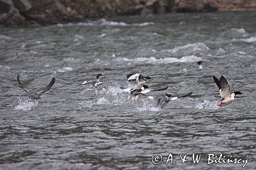 tracze nurogęś Mergus merganser na Sanie