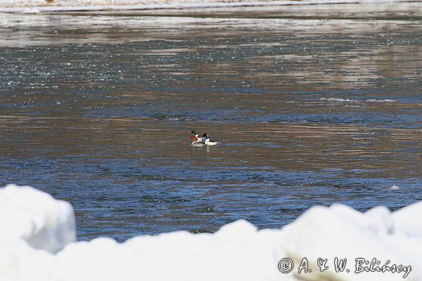 tracze nurogęś Mergus merganser