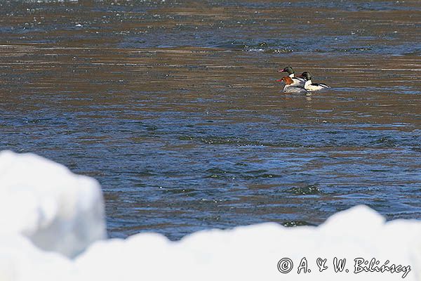 tracze nurogęś Mergus merganser