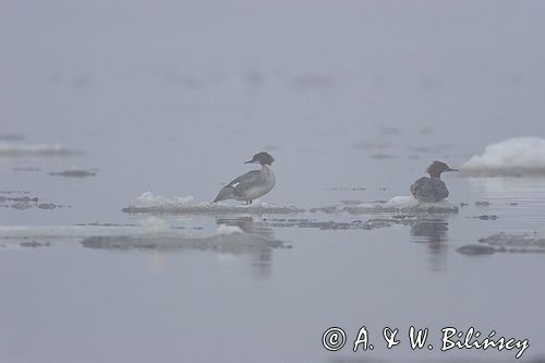 tracz nurogęś Mergus merganser, samica