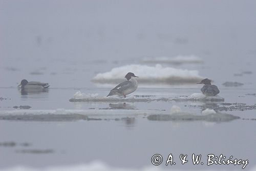 tracz nurogęś Mergus merganser, samica