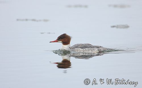 tracz nurogęś Mergus merganser, samica