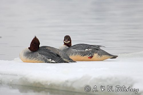 tracz nurogęś Mergus merganser