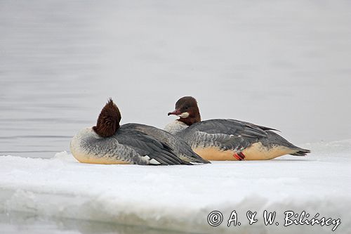 tracz nurogęś Mergus merganser