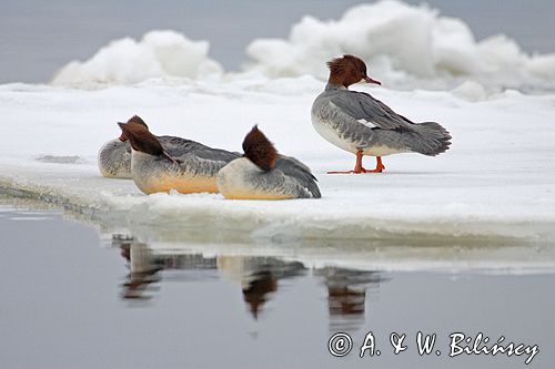 tracz nurogęś Mergus merganser