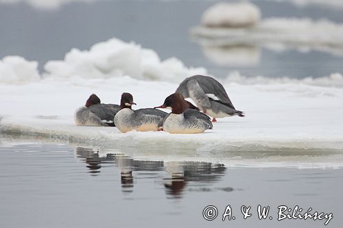 tracz nurogęś Mergus merganser