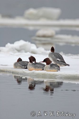 tracz nurogęś Mergus merganser