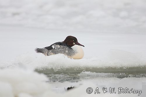 tracz nurogęś Mergus merganser