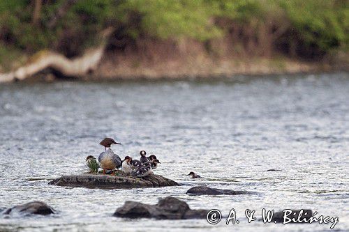 tracz nurogęś Mergus merganser, samica z pisklętami