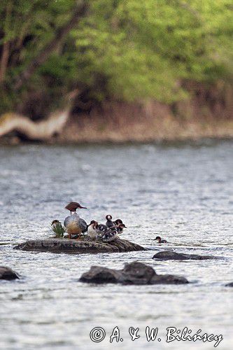 tracz nurogęś Mergus merganser, samica z pisklętami