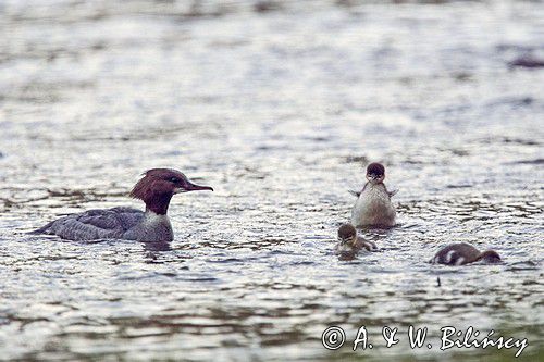 tracz nurogęś Mergus merganser, samica z pisklętami