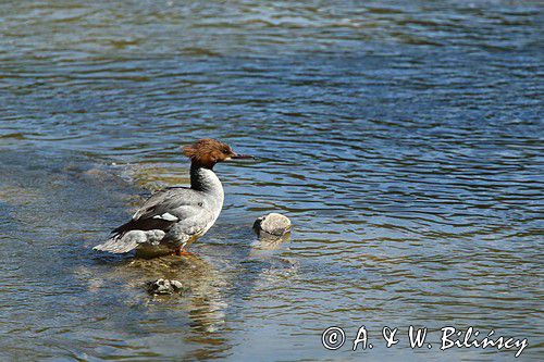 tracz nurogęś Mergus merganser, samica