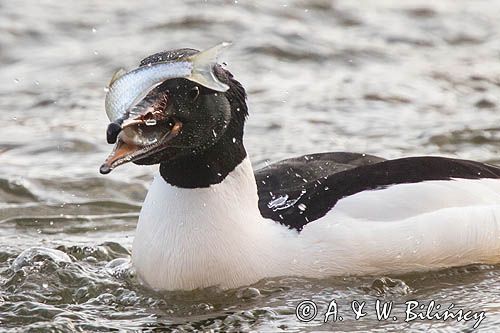 tracz nurogęś Mergus merganser, samiec z rybką