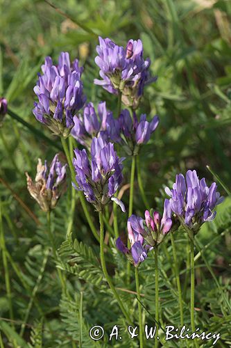 traganek duński Astragalus danicus Ponidzie rezerwat stepowy 'Skorocice'