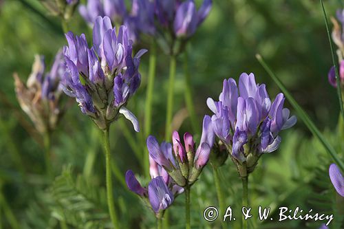 traganek duński Astragalus danicus Ponidzie rezerwat stepowy 'Skorocice'