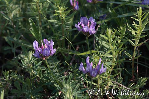 traganek duński Astragalus danicus Ponidzie rezerwat stepowy 'Skorocice'