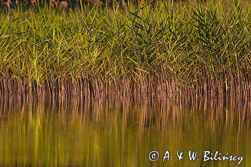 Trzcina pospolita Phragmites australis) Phragmites communes