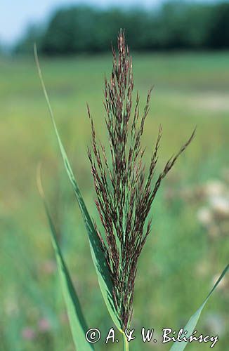 trzcina pospolita Phragmites australis)