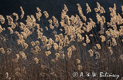 trzcina pospolita Phragmites australis) , trzcinowisko