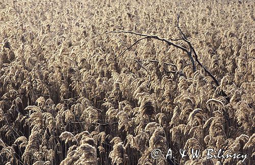 trzcina pospolita Phragmites australis) , trzcinowisko