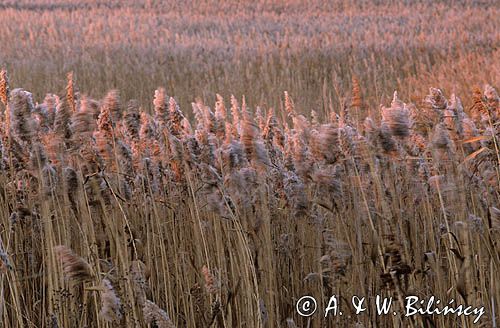 trzcina pospolita Phragmites australis) , trzcinowisko