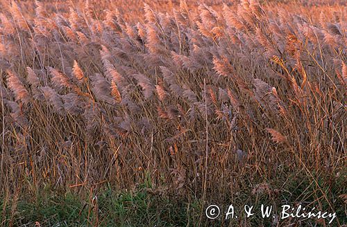 trzcina pospolita Phragmites australis) , trzcinowisko