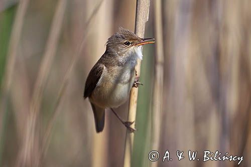 śpiewający samiec trzcinniczka, trzcinniczek zwyczajny, Acrocephalus scirpaceus, w trzcinach