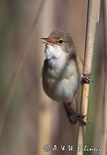 śpiewający samiec trzcinniczka, trzcinniczek zwyczajny, Acrocephalus scirpaceus, w trzcinach