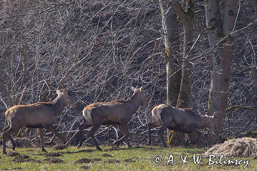 jeleń szlachetny, europejski, Cervus elaphus elaphus jeleń karpacki