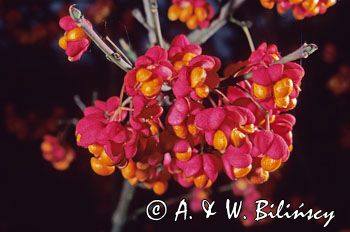 Trzmielina owoce Euonymus europaeus trzmielina zwyczajna) ,