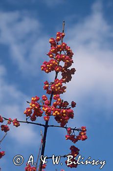 Trzmielina owoce Euonymus europaeus trzmielina zwyczajna) ,