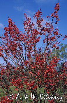 Trzmielina owoce Euonymus europaeus trzmielina zwyczajna) ,