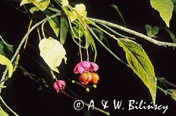 Trzmielina owoce i liście Euonymus verrucosus trzmielina brodawkowata) ,