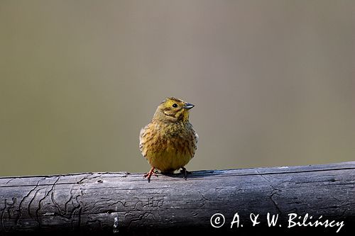 trznadel Emberiza citrinella