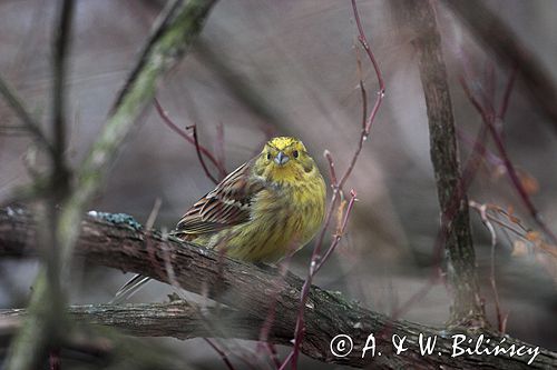 trznadel Emberiza citrinella samiec