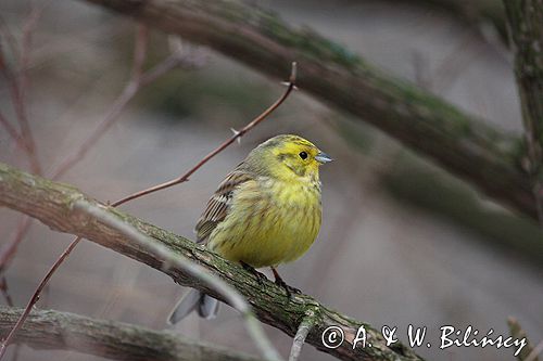 trznadel Emberiza citrinella samiec