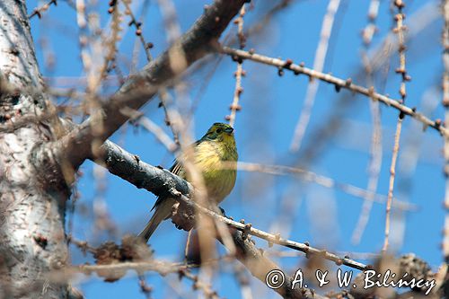 trznadel Emberiza citrinella